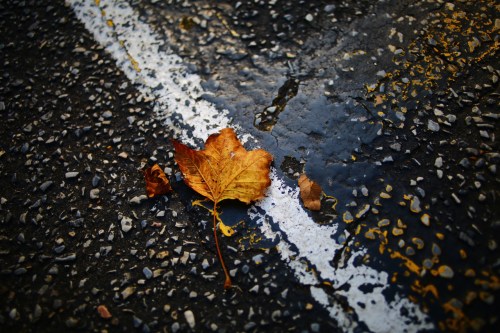 fall leaf pictures, zeiss 28mm f2 manual focus lens, fall leaf photos
