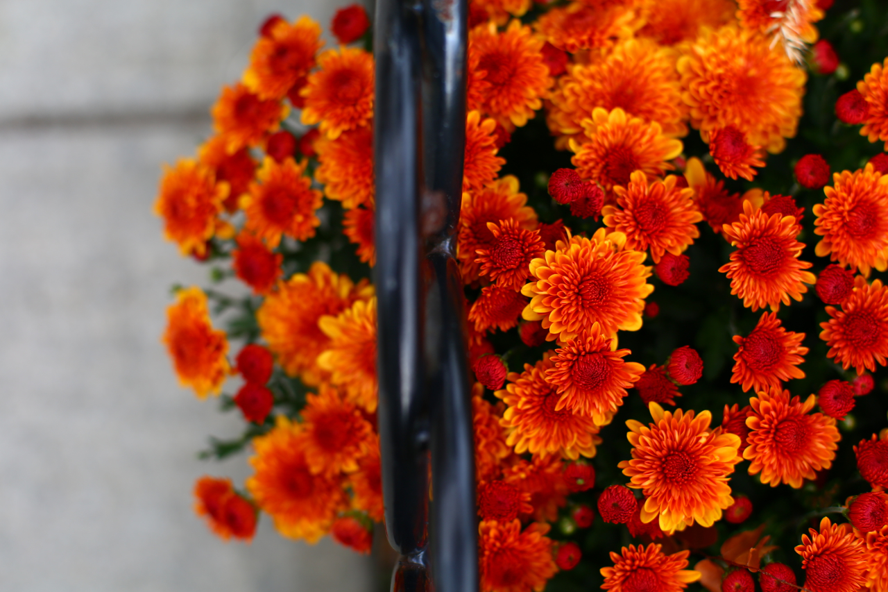 zeiss 50mm f1.4 planar lens