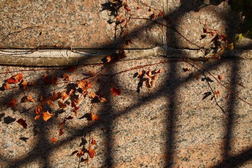 photo taken with a zeiss 25mm f2 lens