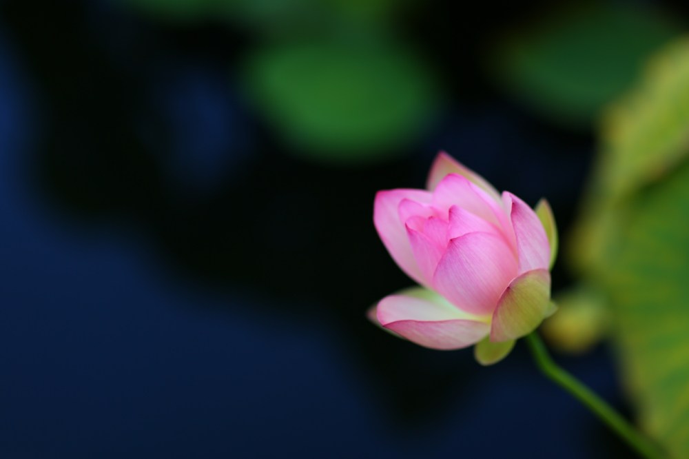 serene flower photo, canon 85mm f1.2 II lens, background blur, bokeh