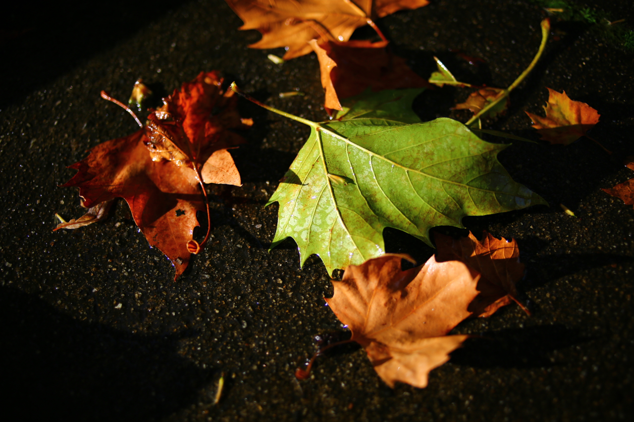 Zeiss 28mm f2 manual focus lens, close up with context photos from vaperture.com, nicholas vendemia photography