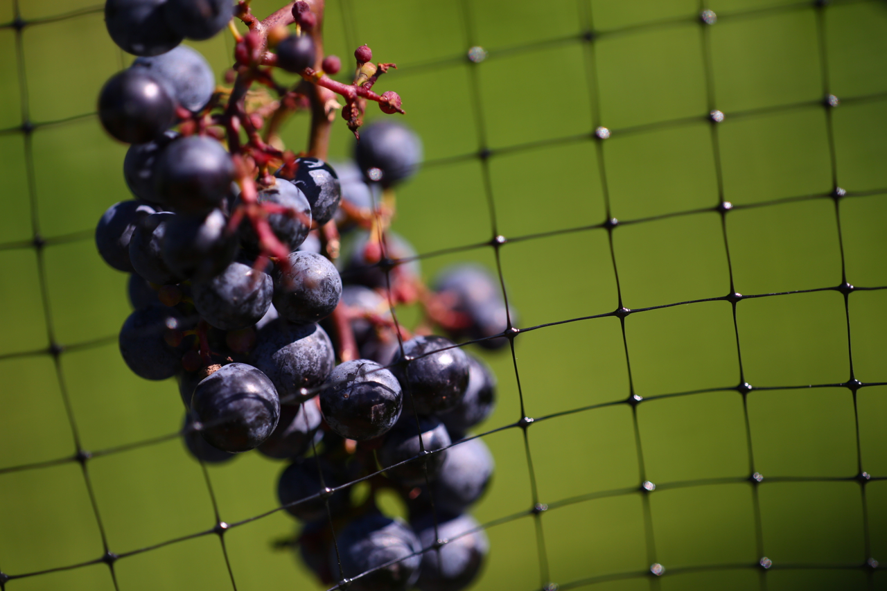 wine photos, winery photos, pictures of wine grapes, vaperture