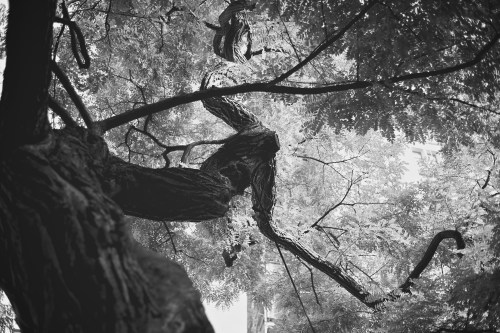 Zeiss 50mm f2 Makro Planar lens