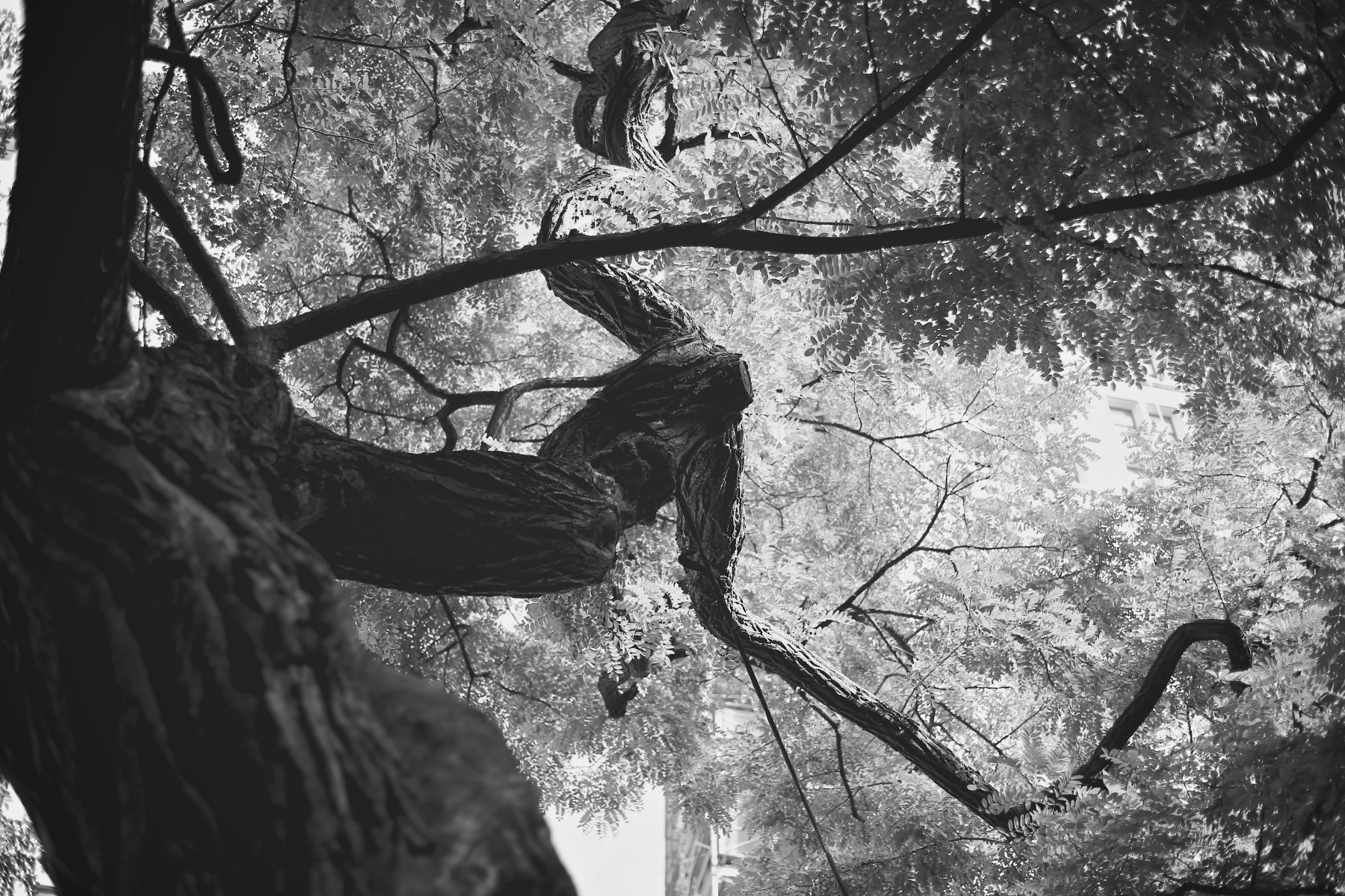 Zeiss 50mm f2 Makro Planar lens