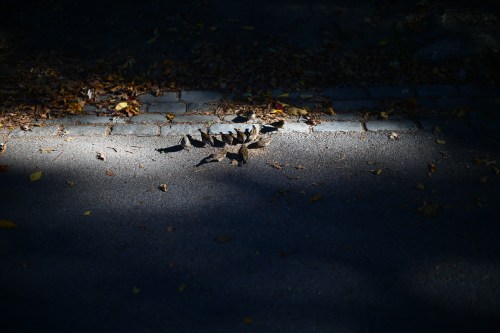 zeiss 50/2 makro planar