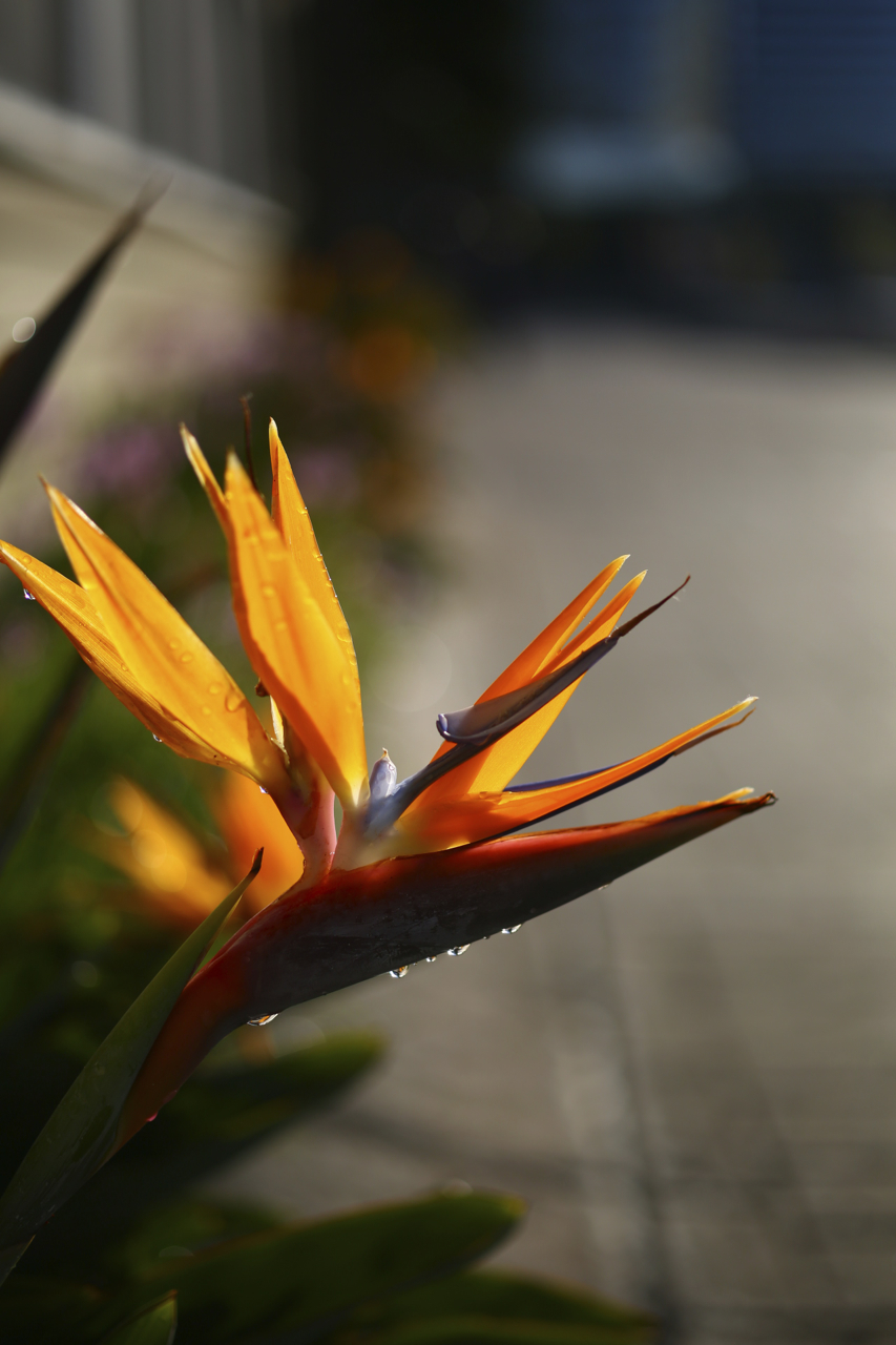 zeiss 50mm f2 makro planar ze mount lens for canon