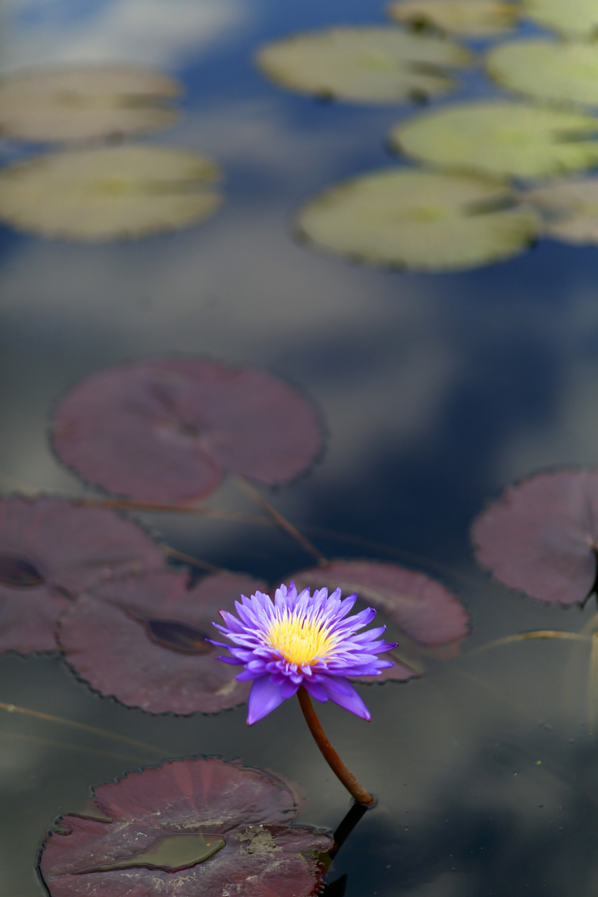 Canon 85mm f1.2 lens