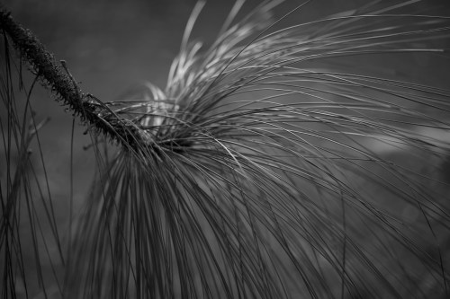 zeiss 100mm f2 makro planar ze mount lens for canon