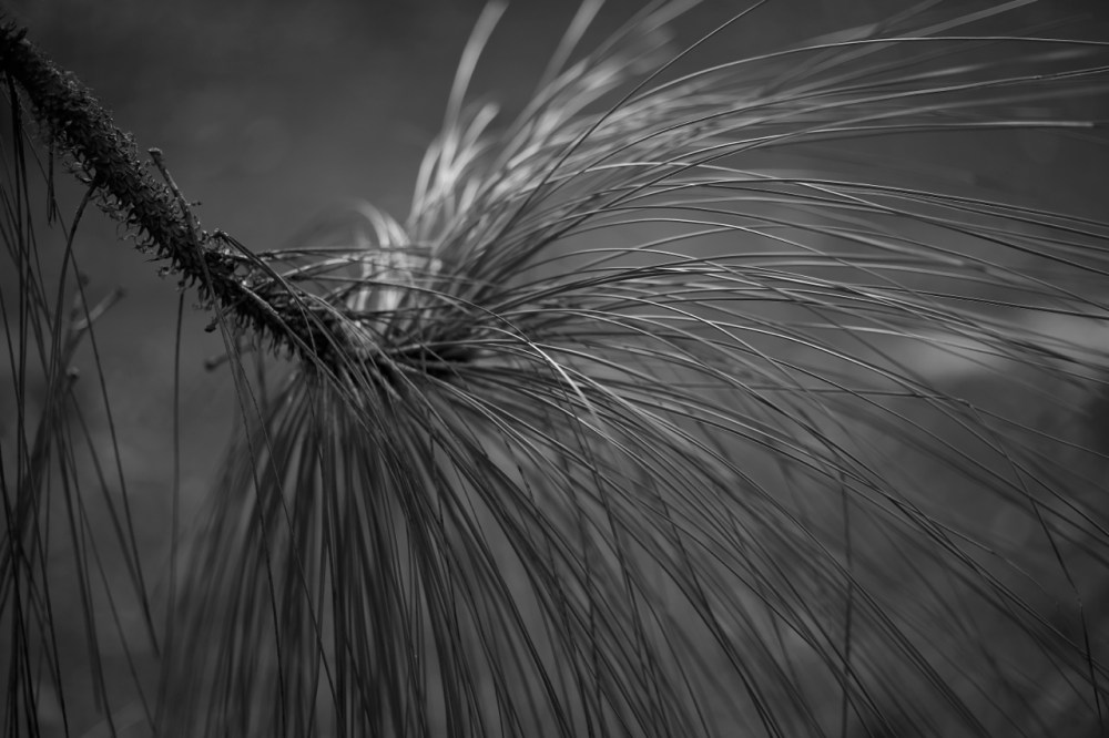 zeiss 100mm f2 makro planar ze mount lens for canon