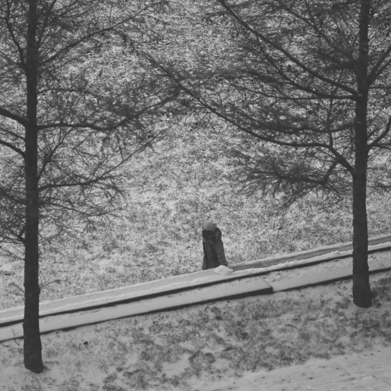 Zeiss 135mm apo sonnar f2 manual focus lens