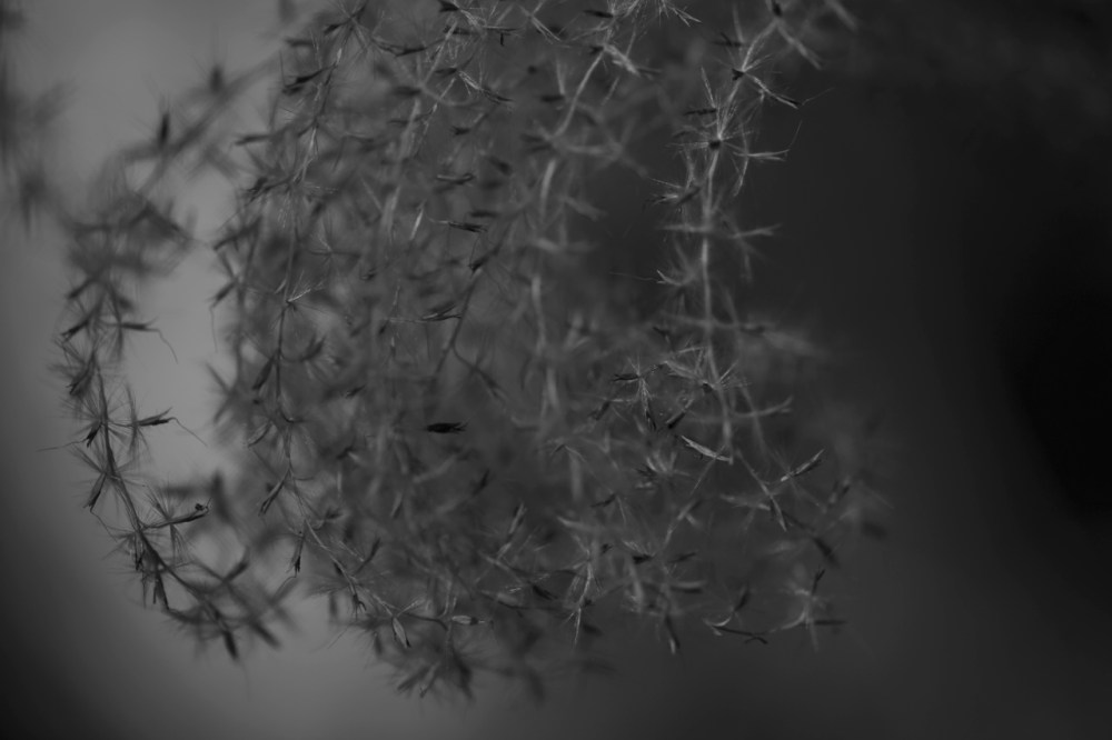 Zeiss 100mm Makro Planar ZE lens