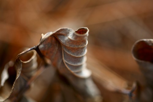 Zeiss 100mm f2 makro planar lens
