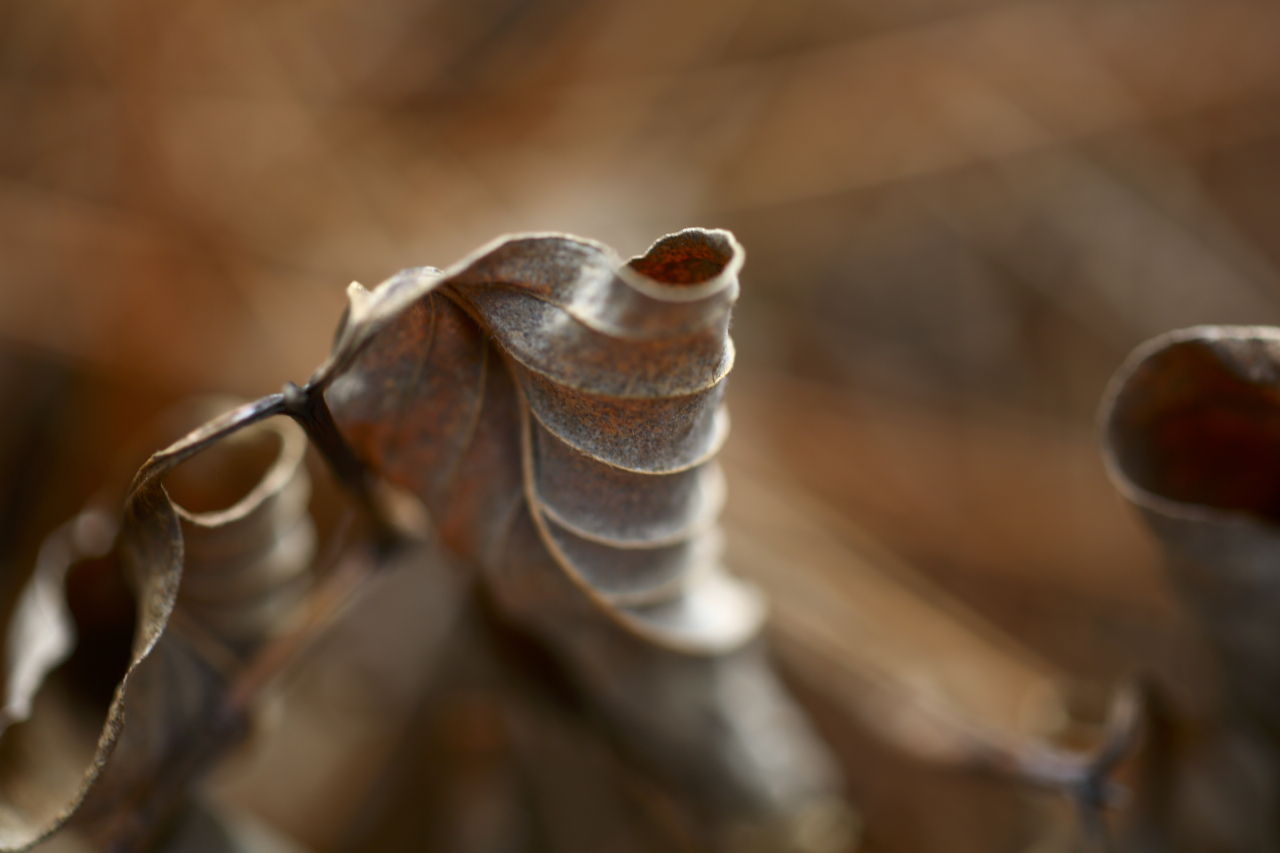 Zeiss 100mm f2 makro planar lens