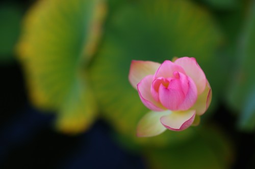 Canon 85mm f1.2 II EF mount for Canon