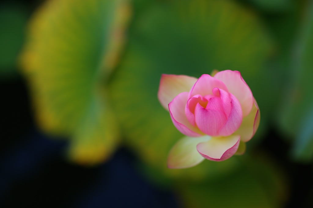 Canon 85mm f1.2 II EF mount for Canon