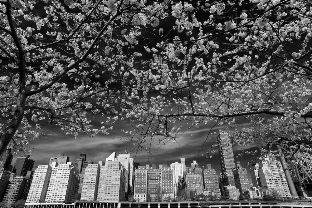 Zeiss 15mm f2.8 Distagon Wide Angle Lens