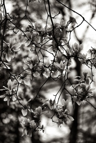 Zeiss 100mm f2 Makro Planar lens