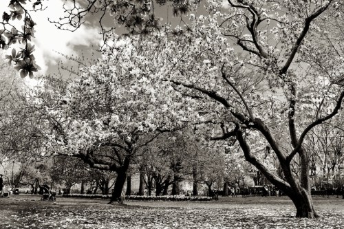 Zeiss 35mm f2 manual focus lens