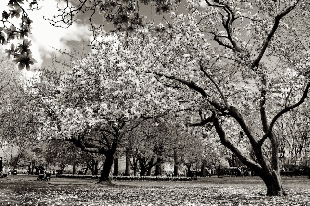 Zeiss 35mm f2 manual focus lens