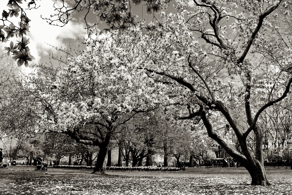 Zeiss 35mm f2 manual focus lens