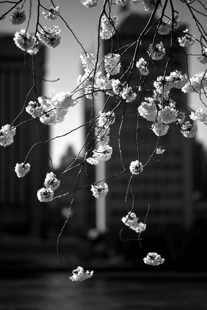 Zeiss 100mm f2 Makro Planar manual focus lens