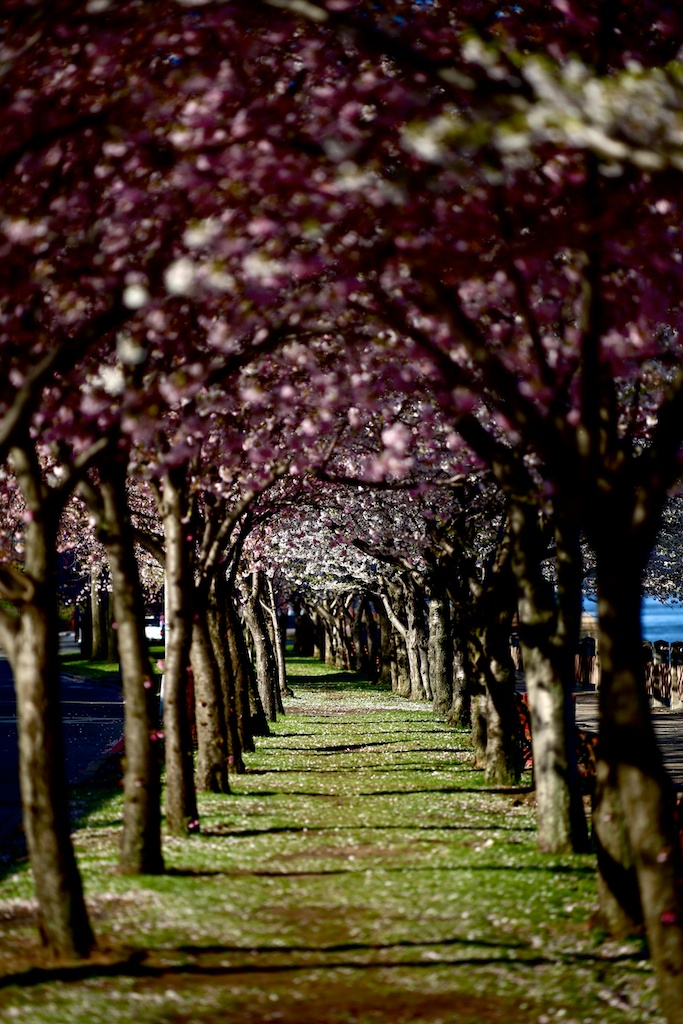 Zeiss 100mm f2 Makro Planar manual focus lens