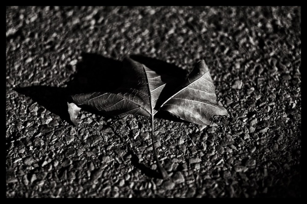 Leica M Monochrome with Leica 75mm f2.0 Apo Summicron sharpness